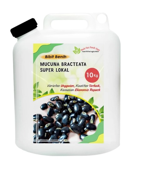 Benih Mucuna bracteata Super Lokal